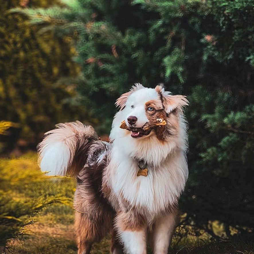 Huchka participe au concours pour gagner de l'argent avec cette photo : australian_shepherd, autumn, blue_eye, bone, brown_and_white, bush, collar, dog, fur, grass, happy, muzzle, nature, outdoor, park, pet, playing, portrait, standing, tail