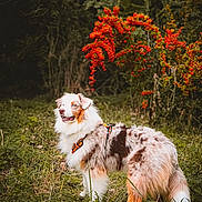 Huchka participe au concours pour gagner de l'argent avec cette photo : australian_shepherd, autumn_colors, blue_eyes, bushy_tail, canine, dog, furry, grass, harness, leafy_background, merle_coat, muzzle, nature, outdoor, pet, pink_tongue, portrait, red_flowers, scenery, standing