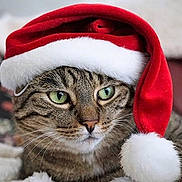 Galaxy participe au concours pour gagner de l'argent avec cette photo : abyssinian, animal, blanket, canine, cap, cat, clothing, egyptiancat, festival, hat, hood, hoodie, kitten, knitwear, manx, pet, plush, sweater, sweatshirt, toy