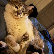 Bella a rejoint le concours — aidez-le/la à gagner de superbes lots ! animal, bed, cat, closeup, comfort, cozy, cute, domestic, ears, feline, fur, indoor, paws, pet, relaxed, resting, sleepy, soft, tail, whiskers