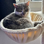 Bella a rejoint le concours — aidez-le/la à gagner de superbes lots ! animal, cat, comfortable, cozy, curious, domestic_cat, ears, feline, fur, gray_cat, hammock_bed, home, indoor, pet, relaxed, resting, soft_light, whiskers, white_cat, window