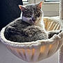 animal, cat, comfortable, cozy, curious, domestic_cat, ears, feline, fur, gray_cat, hammock_bed, home, indoor, pet, relaxed, resting, soft_light, whiskers, white_cat, window