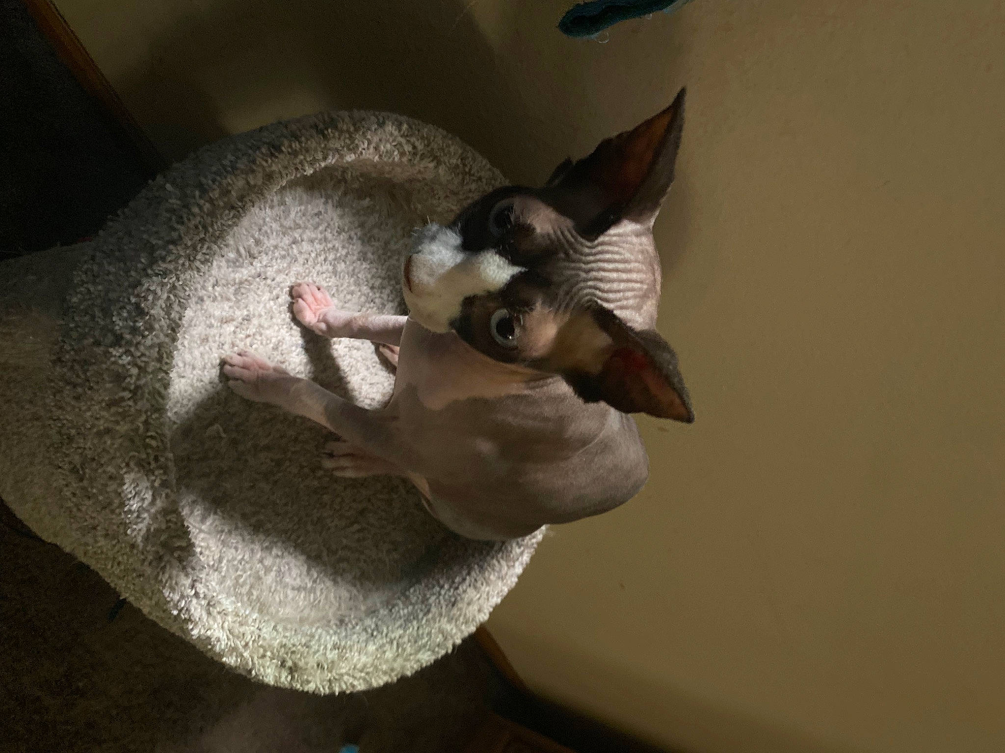 Mushu is registered to the contest to win money with this photo: canidae, carnivore, cat, comfort, companion_dog, dog_breed, domestic_short_haired_cat, ear, eye, fawn, felidae, fur, jaw, paw, small_to_medium_sized_cats, snout, tail, whiskers, wing, wood