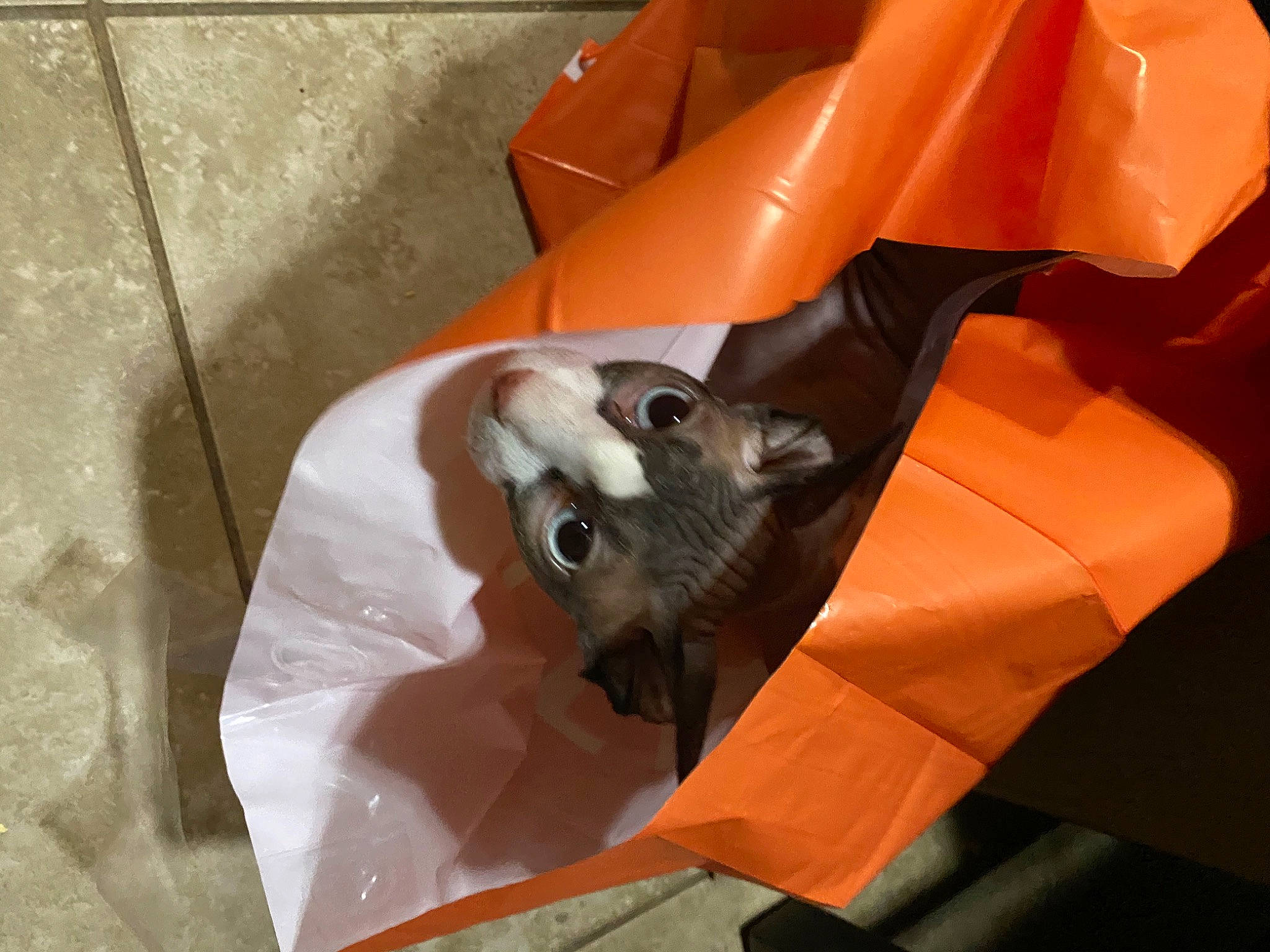 Mushu is registered to the contest to win money with this photo: art_paper, canidae, carmine, carnivore, cat, craft, creative_arts, dog_breed, fawn, felidae, paper, paper_product, plastic, small_to_medium_sized_cats, snout, sporting_group, tail, toy, whiskers, working_animal