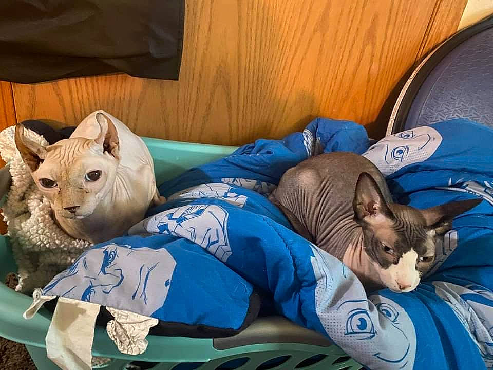 Mushu joined the competition — help win amazing prizes! bag, bed_sheet, bedding, blue, carnivore, cat, comfort, electric_blue, felidae, fur, human_leg, linens, luggage_and_bags, mammal, nap, pillow, rhinoceros, small_to_medium_sized_cats, vertebrate, whiskers