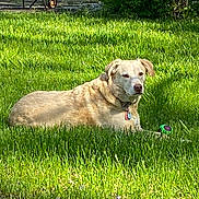 Chaos joined the competition — help win amazing prizes! dog, grass, outdoor, sunlight, toy, pet, animal, lawn, collar, relaxed, nature, daytime, greenery, mammal, canine, resting, summer, yard, playful, peaceful