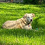 dog, grass, outdoor, sunlight, toy, pet, animal, lawn, collar, relaxed, nature, daytime, greenery, mammal, canine, resting, summer, yard, playful, peaceful