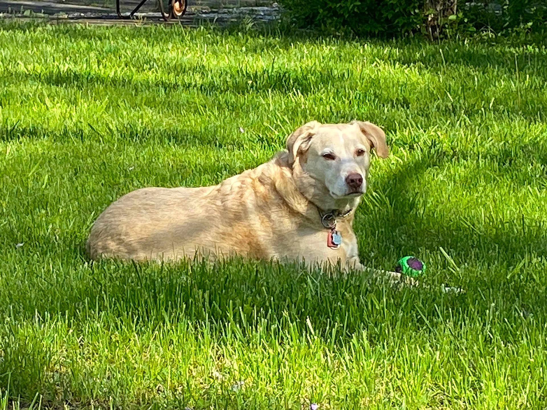 Chaos joined the competition — help win amazing prizes! dog, grass, outdoor, sunlight, toy, pet, animal, lawn, collar, relaxed, nature, daytime, greenery, mammal, canine, resting, summer, yard, playful, peaceful