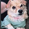 Hercules joined the competition — help win amazing prizes! dog, puppy, golden, fluffy, pet, animal, portrait, close_up, sitting, lying_down, green_shirt, clothing, couch, indoor, cute, adorable, brown_eyes, floppy_ears, paws, photography