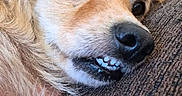 Hercules joined the competition — help win amazing prizes! dog, golden_dog, small_dog, fluffy, lying_down, couch, indoor, pet, canine, close_up, face, eye, nose, teeth, smiling, relaxed, fur, portrait, phone_screenshot, social_media