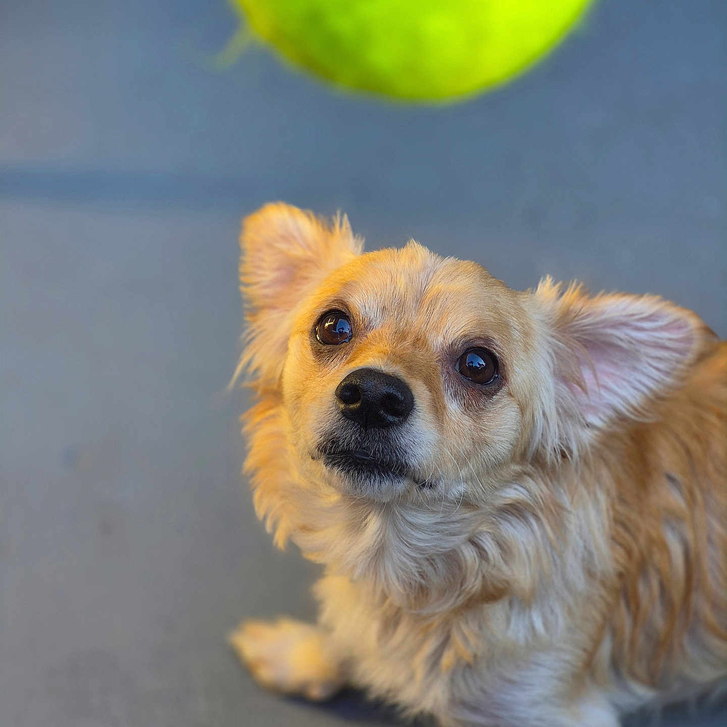 Hercules joined the competition — help win amazing prizes! dog, puppy, small_dog, fluffy, long_hair, tan_fur, white_fur, portrait, close_up, looking_up, tennis_ball, playful, pet, animal, indoors, blue_background, sitting, lying_down, adorable, photography