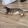 Rocket is registered to the contest to win money with this photo: cat, tabby_cat, striped_fur, yawning, lying_down, relaxed, indoor, wooden_floor, tail, whiskers, ears, paws, belly, pet, animal, home, flooring, furniture, casual_photo, resting