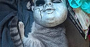 Rocket is registered to the contest to win money with this photo: cat, gray_cat, white_cat, pet, lying_down, sleeping, relaxed, upside_down, animal, fur, tail, paws, couch, blanket, doll_mask, horror, makeup, turquoise_fabric, indoor, funny