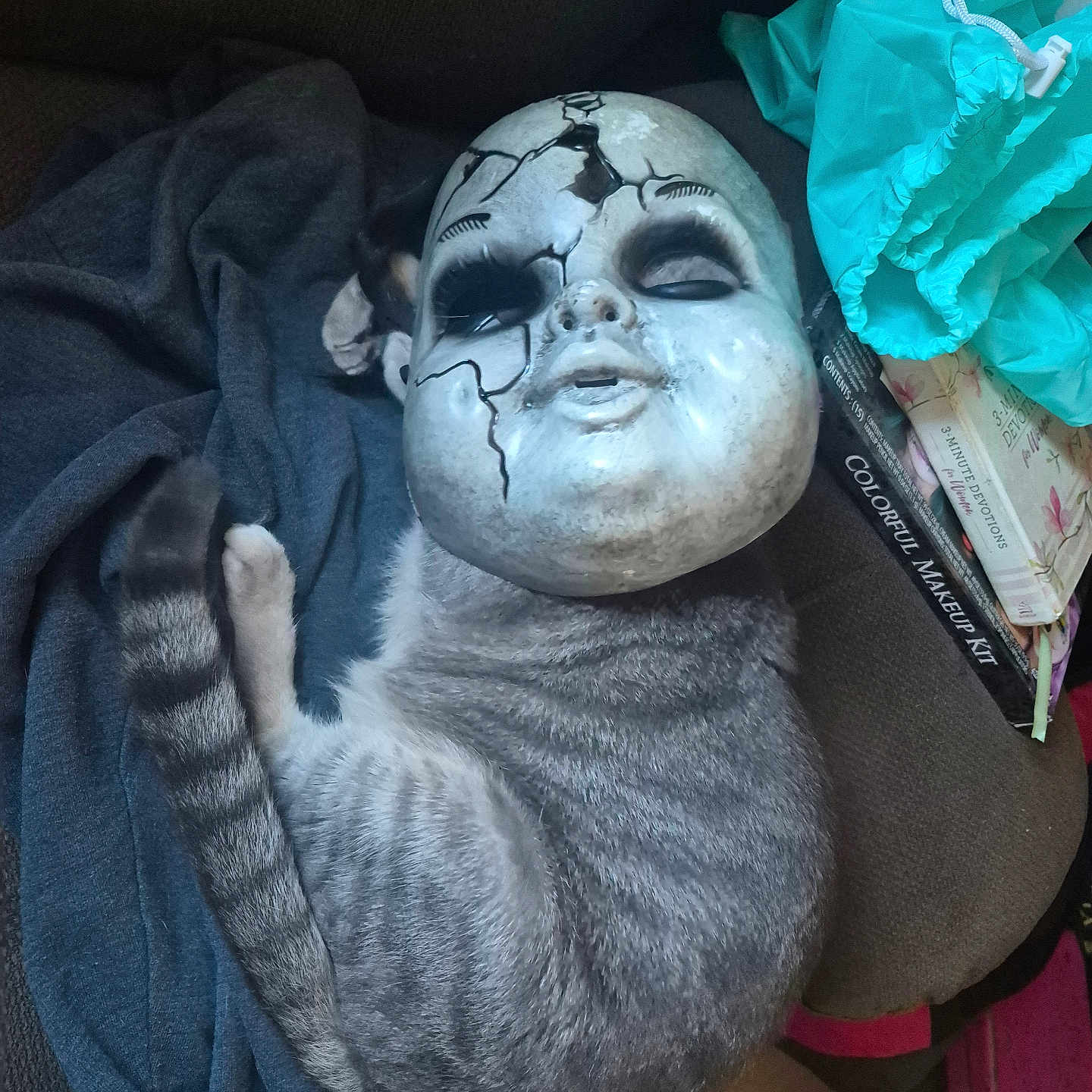 Rocket is registered to the contest to win money with this photo: cat, gray_cat, white_cat, pet, lying_down, sleeping, relaxed, upside_down, animal, fur, tail, paws, couch, blanket, doll_mask, horror, makeup, turquoise_fabric, indoor, funny