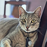Rocket is registered to the contest to win money with this photo: cat, tabby_cat, pet, animal, feline, collar, pet_tag, golden_eyes, whiskers, ears, fur, striped_fur, sitting, indoor, wooden_chair, portrait, close_up, serious_expression, home, photography