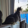 Rocket is registered to the contest to win money with this photo: cat, cats, pet, animal, indoor, window, window_view, bench, chair, sitting, profile, silhouette, fur, gray_cat, black_cat, white_paws, home, outdoor_view, sunlight, countryside