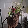 cat, brown_cat, short_hair, green_eyes, standing, indoor, kitchen, countertop, flowers, bouquet, pink_flowers, white_flowers, plant, pinecone, spice_rack, brick_wall, home, portrait, animal_photography, curious