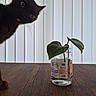 cat, black_cat, tongue, whiskers, green_eyes, curious, animal, pet, portrait, close_up, indoor, plant, leaves, glass_jar, water, wooden_table, vertical_blinds, home, funny, photography