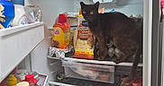 Meme joined the competition — help win amazing prizes! cat, black_cat, refrigerator, kitchen, groceries, food, eggs, cheese, coffee_cream, shelves, appliances, indoors, pet, animal, sitting, feline, open_fridge, household, photography, funny
