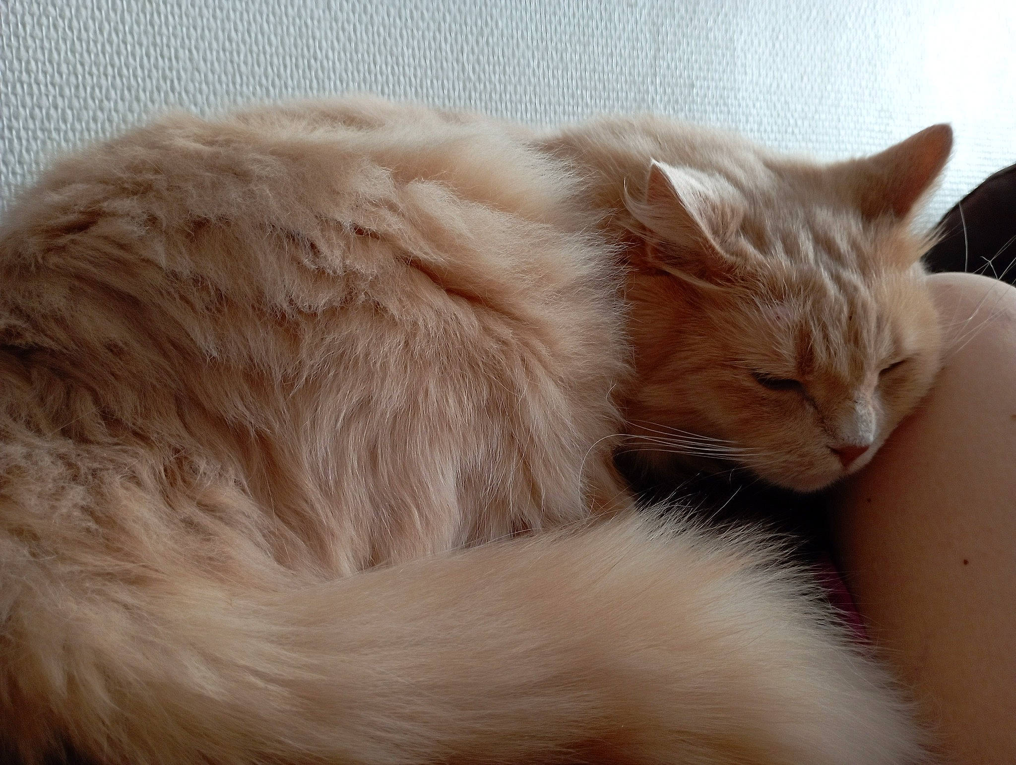 Ni Hao participe au concours pour gagner de l'argent avec cette photo : balinese, carnivore, cat, cat_bed, claw, comfort, domestic_short_haired_cat, eye, fawn, felidae, fur, natural_material, paw, small_to_medium_sized_cats, snout, tail, terrestrial_animal, whiskers