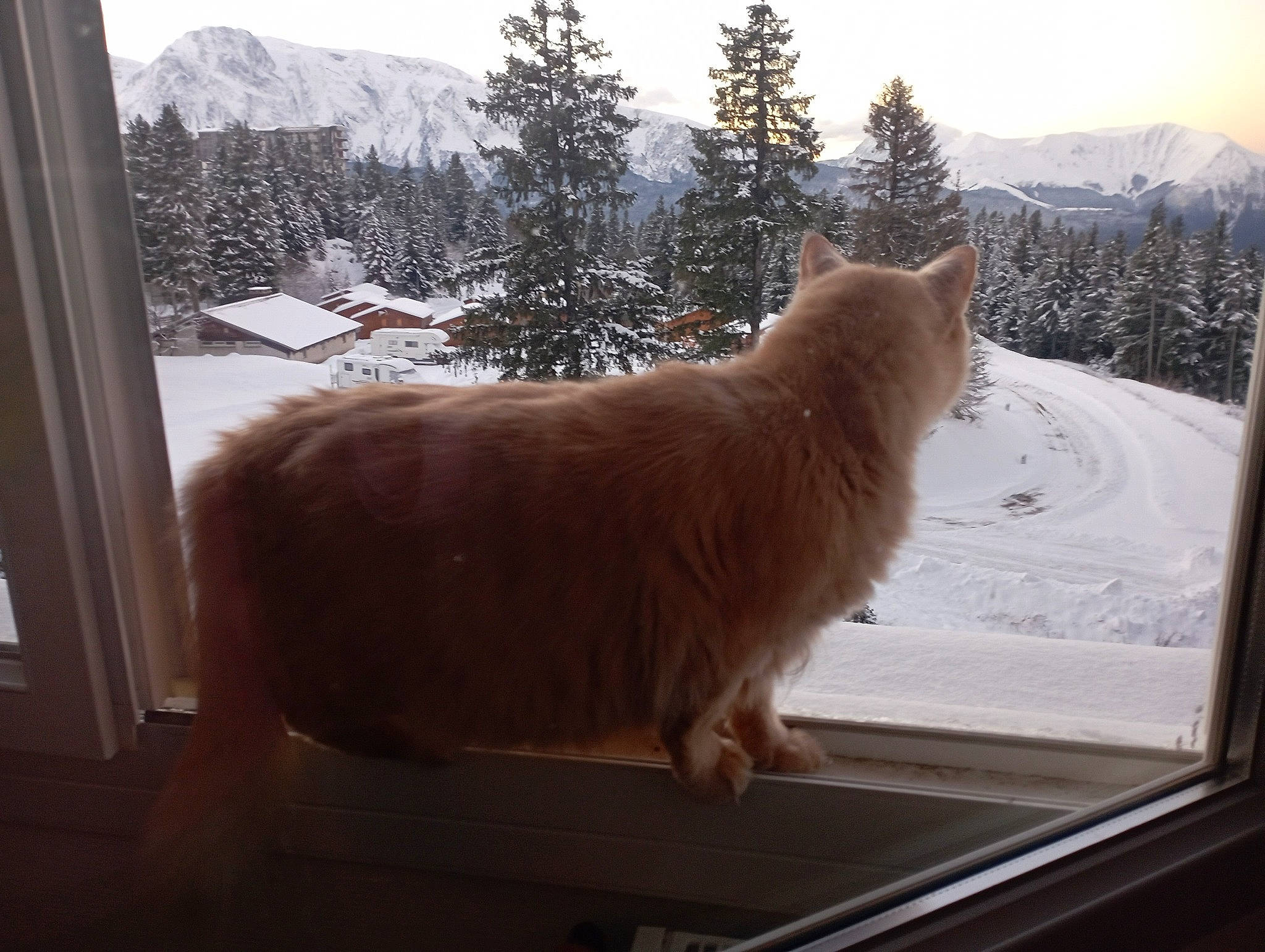 Ni Hao participe au concours pour gagner de l'argent avec cette photo : carnivore, conifer, dog_breed, fawn, felidae, freezing, fur, larch, mountain, sky, small_to_medium_sized_cats, snout, snow, tail, tree, whiskers, window, windshield, winter, wood