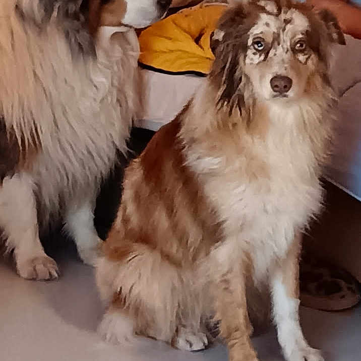 Royal a rejoint le concours — aidez-le/la à gagner de superbes lots ! dog, australian_shepherd, indoor, pets, furry, sitting, couch, blanket, floor, brown, white, fur, animal, companion, relaxed, household, person_partial, cozy, domestic, two_dogs