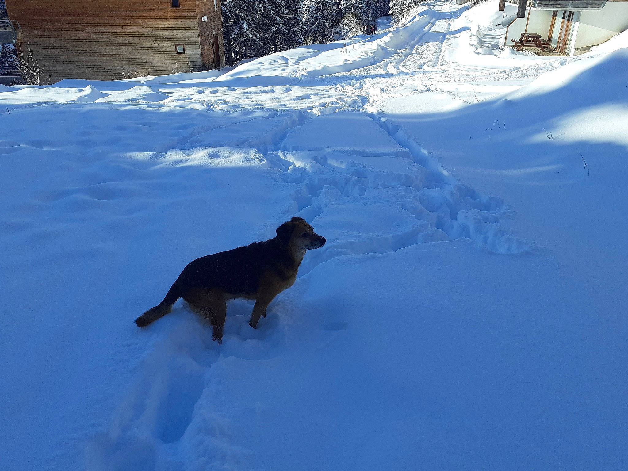 Lola a rejoint le concours — aidez-le/la à gagner de superbes lots ! canidae, carnivore, dog, dog_breed, guard_dog, home, hovawart, hunting_dog, snow, sporting_group, winter, working_dog