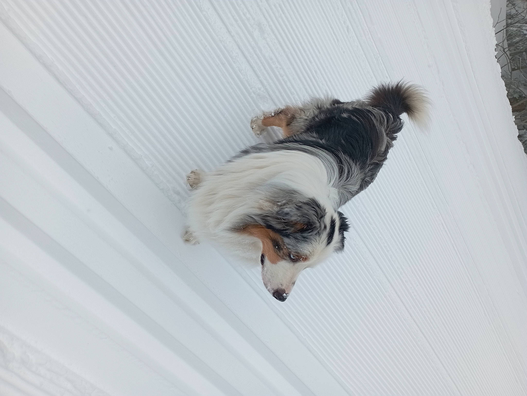 Royal Moon a rejoint le concours — aidez-le/la à gagner de superbes lots ! canidae, carnivore, companion_dog, dog, dog_breed, dog_supply, fur, pet_supply, snout, snow, sporting_group, tail, toy_dog, winter, working_dog