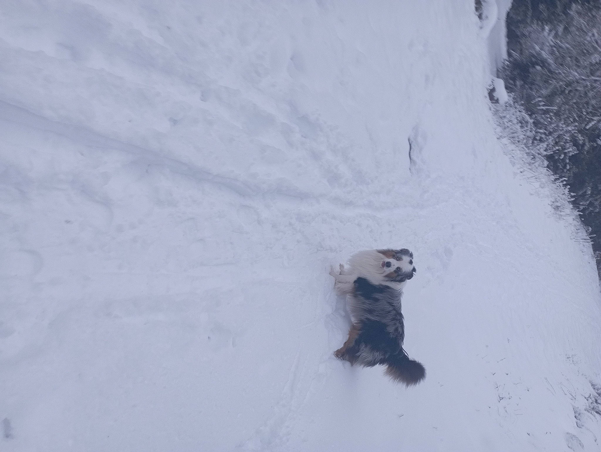 Royal Moon a rejoint le concours — aidez-le/la à gagner de superbes lots ! arctic, event, freezing, fur, glacial_landform, glove, ice_cap, precipitation, recreation, slope, snow, sports_equipment, winter