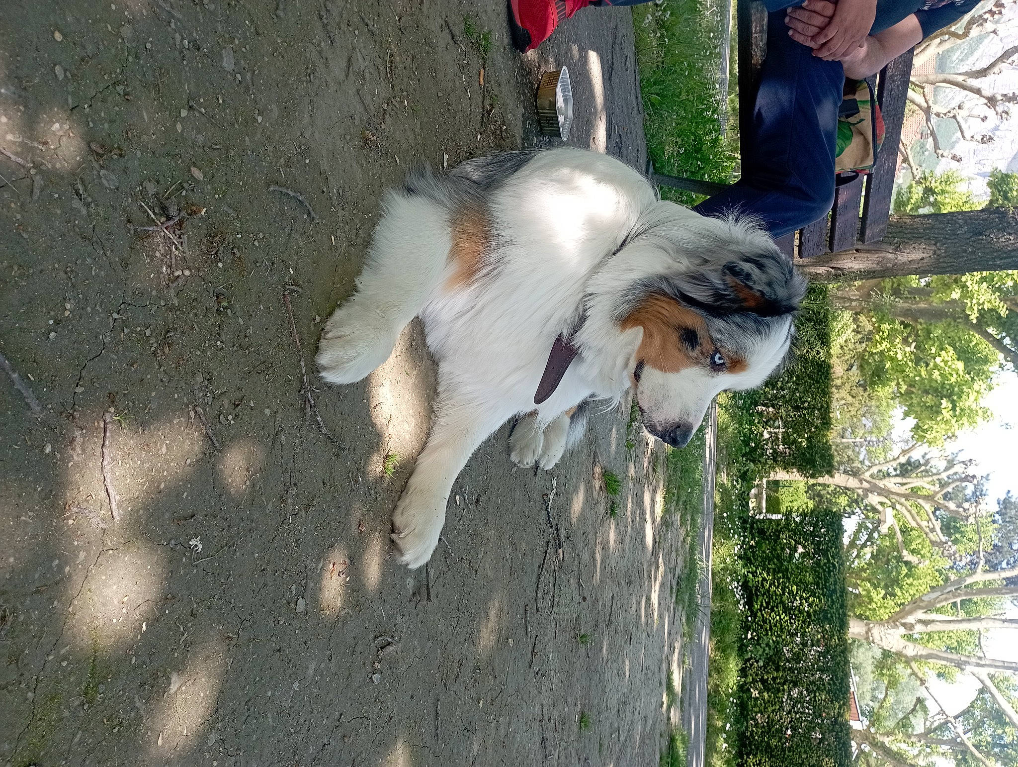 Royal Moon a rejoint le concours — aidez-le/la à gagner de superbes lots ! asphalt, canidae, carnivore, companion_dog, dog_breed, felidae, fur, goats, grass, livestock, plant, road_surface, sporting_group, tail, tree