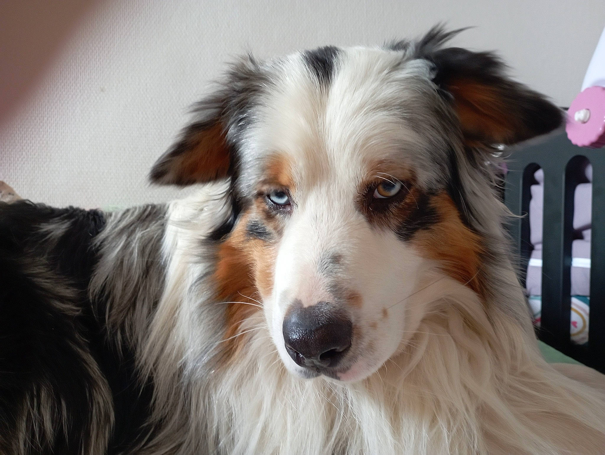 Royal Moon a rejoint le concours — aidez-le/la à gagner de superbes lots ! australian_collie, canidae, carnivore, companion_dog, dog, dog_breed, fur, herding_dog, plant, snout, sporting_group, terrestrial_animal, whiskers, working_dog