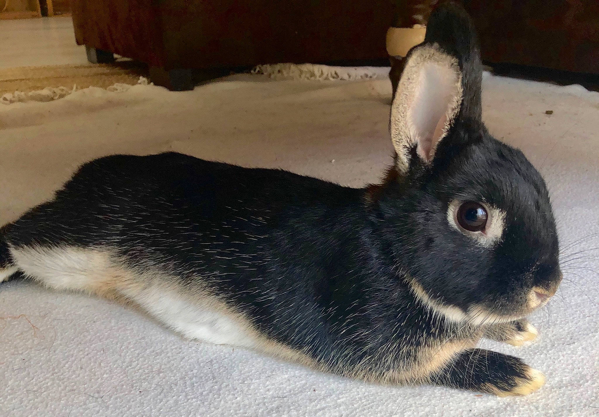 Pan-pan a rejoint le concours — aidez-le/la à gagner de superbes lots ! domestic_rabbit, ear, fawn, fur, hare, mammal, rabbit, rabbits_and_hares, skin, snout, tail, vertebrate, whiskers, wood_rabbit