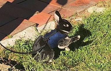 Pan-pan participe au concours pour gagner de l'argent avec cette photo : domestic_rabbit, grass, hare, rabbit, rabbits_and_hares, snout, tail, wood_rabbit