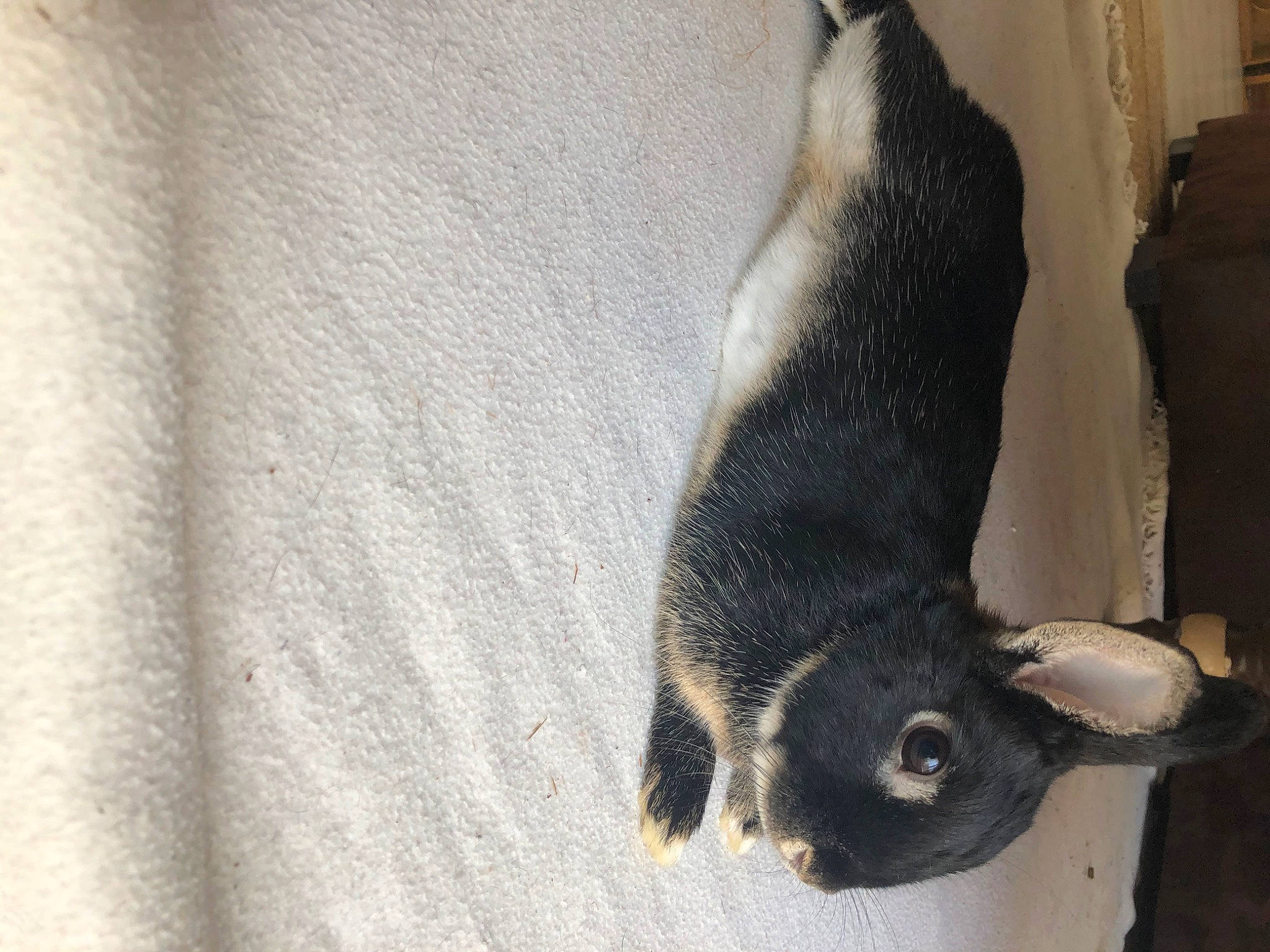 Pan-pan participe au concours pour gagner de l'argent avec cette photo : canidae, carnivore, dog_breed, fawn, fur, snout, tail, whiskers