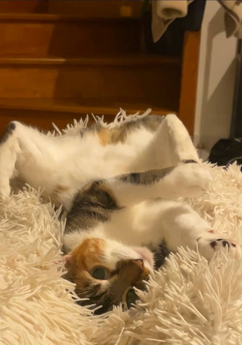 Sweetie a rejoint le concours — aidez-le/la à gagner de superbes lots ! canidae, carnivore, cat, claw, comfort, companion_dog, dog_breed, duvet, fawn, felidae, fur, linens, nap, paw, small_to_medium_sized_cats, sporting_group, tail, whiskers, wood, wool