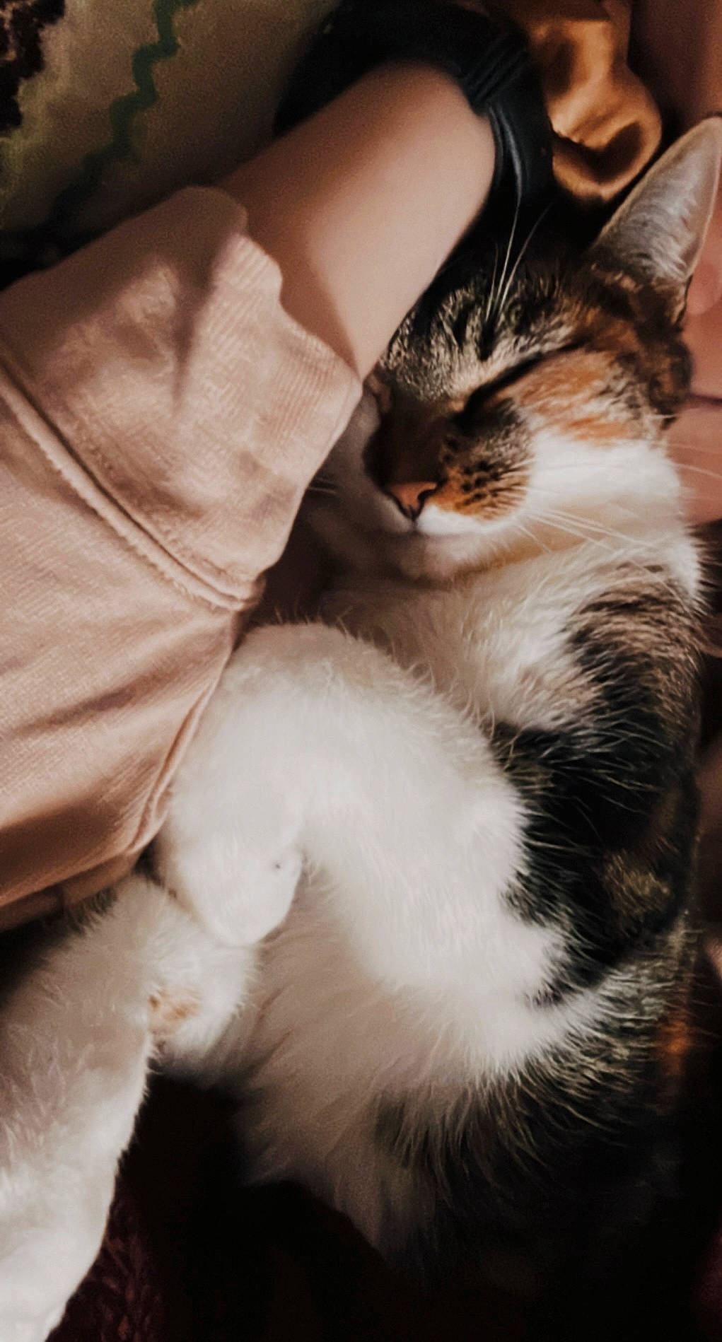 Sweetie participe au concours pour gagner de l'argent avec cette photo : carnivore, cat, claw, comfort, domestic_short_haired_cat, eye, felidae, fur, gesture, human_leg, monochrome, monochrome_photography, paw, small_to_medium_sized_cats, snout, tail, tree, whiskers