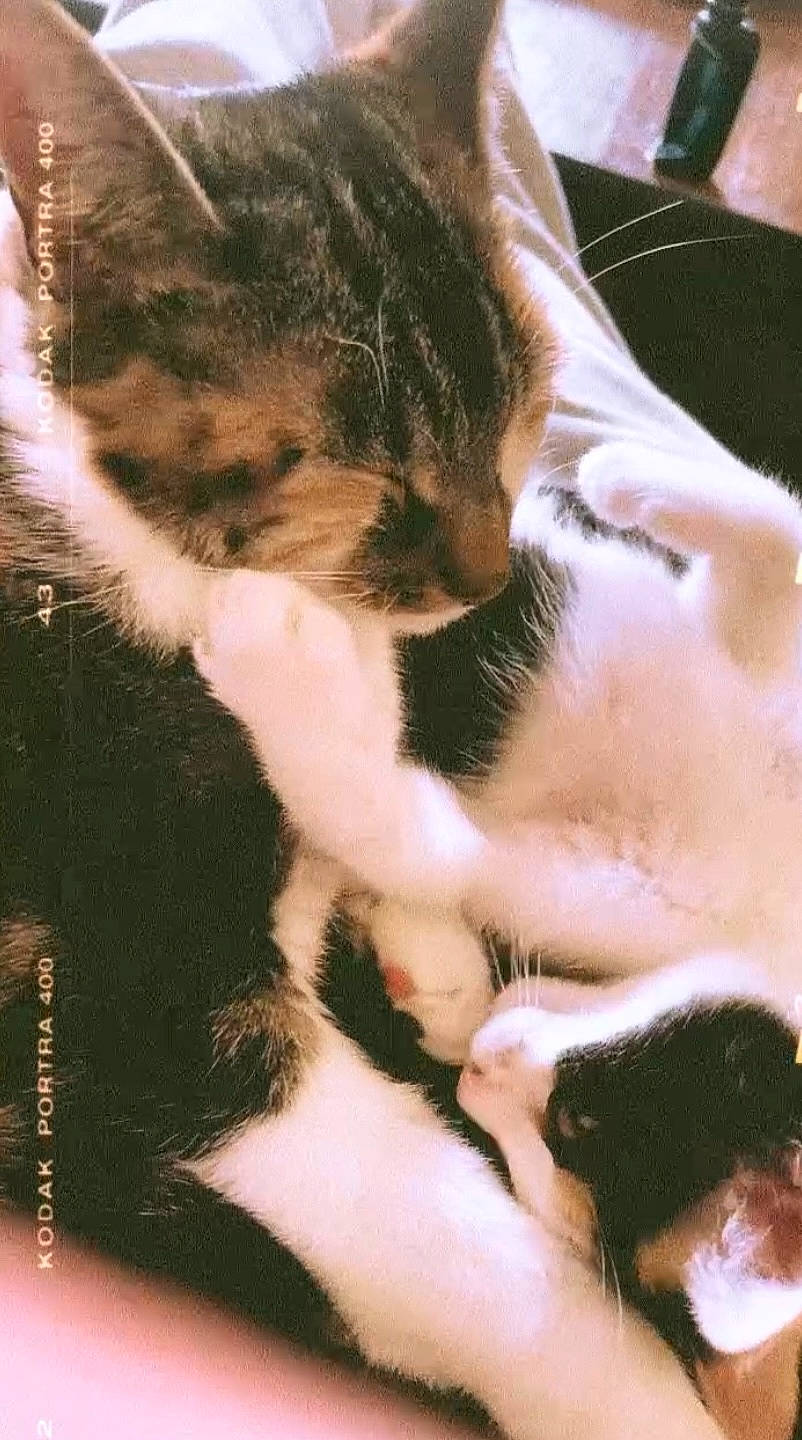 Olympe Et Sweetie participe au concours pour gagner de l'argent avec cette photo : carnivore, cat, claw, close_up, comfort, domestic_short_haired_cat, ear, felidae, foot, fur, nap, paw, small_to_medium_sized_cats, tail, terrestrial_animal, whiskers