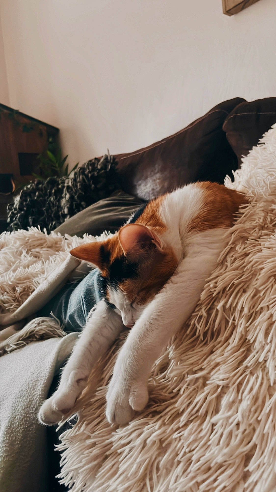 Olympe Et Sweetie participe au concours pour gagner de l'argent avec cette photo : bed, carnivore, cat, comfort, companion_dog, dog_breed, domestic_short_haired_cat, fawn, felidae, fur, human_leg, linens, mammal, paw, room, small_to_medium_sized_cats, tail, vertebrate, whiskers, wood