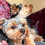 animal, black, blanket, brown, chair, closeup, cozy, cute, dog, fur, furniture, hand, holding, indoor, pattern, pet, portrait, small_dog, snuggle, yorkshire_terrier