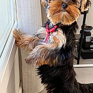 Amy participe au concours pour gagner de l'argent avec cette photo : dog, pet, indoor, curious, window, standing, fur, red_harness, small_dog, canine, companion, animal, looking_out, curtains, floor, tail, ears, snout, domestic, cute