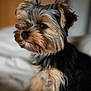 dog, yorkshire_terrier, pet, close_up, portrait, fur, ears, eyes, bed, indoor, animal, cute, small_dog, attention, brown, black, soft, curious, fluffy, companion