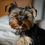Amy participe au concours pour gagner de l'argent avec cette photo : dog, puppy, yorkshire_terrier, fur, pet, cute, animal, indoor, bed, blurred_background, portrait, small_dog, fluffy, brown, black, eyes, face, ears, nose, adorable