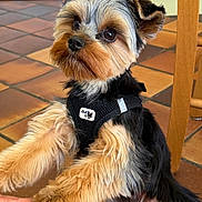 Ary a rejoint le concours — aidez-le/la à gagner de superbes lots ! dog, yorkshire_terrier, pet, indoor, floor, tile, black_harness, paw, hand, cute, small_dog, furry, animal, domestic_animal, companion, brown_fur, black_fur, ears, snout, looking
