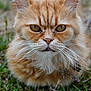 Marko participe au concours pour gagner de l'argent avec cette photo : animal, cat, close_up, cute, eyes, feline, fluffy, fur, grass, ground, mammal, nature, orange_tabby, outdoor, pet, portrait, soft_focus, tabby, whiskers