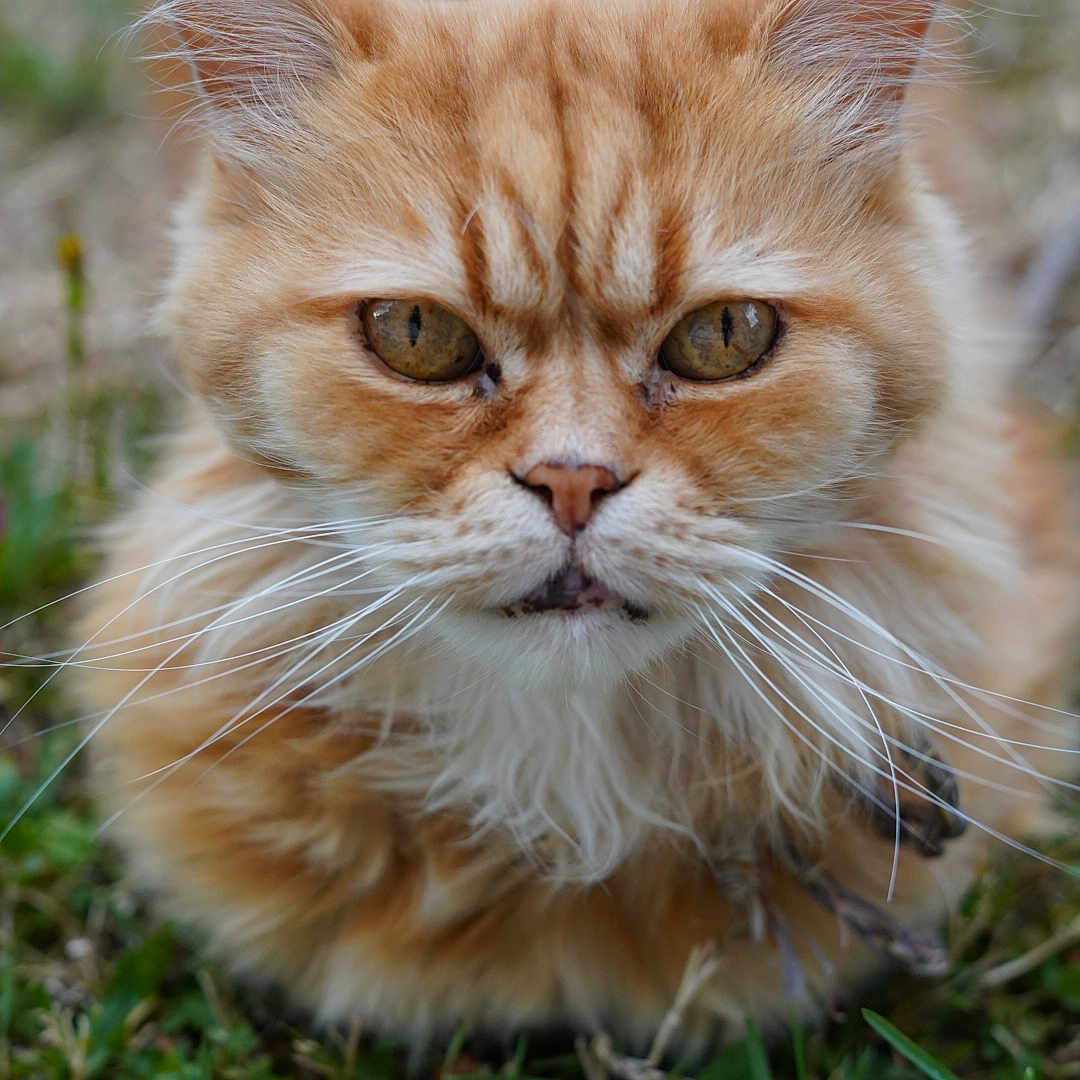 Marko participe au concours pour gagner de l'argent avec cette photo : animal, cat, close_up, cute, eyes, feline, fluffy, fur, grass, ground, mammal, nature, orange_tabby, outdoor, pet, portrait, soft_focus, tabby, whiskers