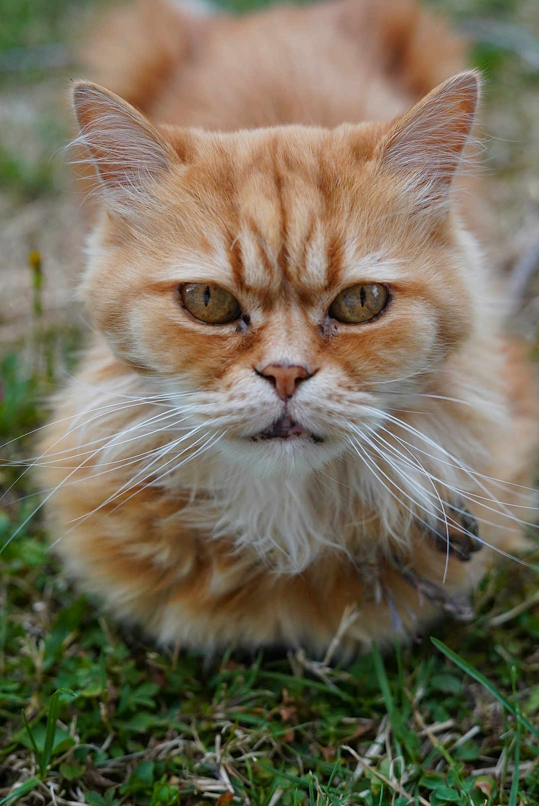 Marko