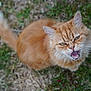 animal, cat, closeup, cute, expression, eyes, feline, fluffy, fur, grass, looking_up, mammal, meowing, nature, orange_cat, outdoor, pet, portrait, tail, whiskers