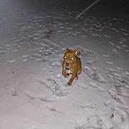 Baby Girl is registered to the contest to win money with this photo: accessories, animal, blizzard, boxer, bulldog, canine, dog, hound, labradorretriever, nature, night, outdoors, pet, pitbull, puppy, snow, storm, strap, weather, winter