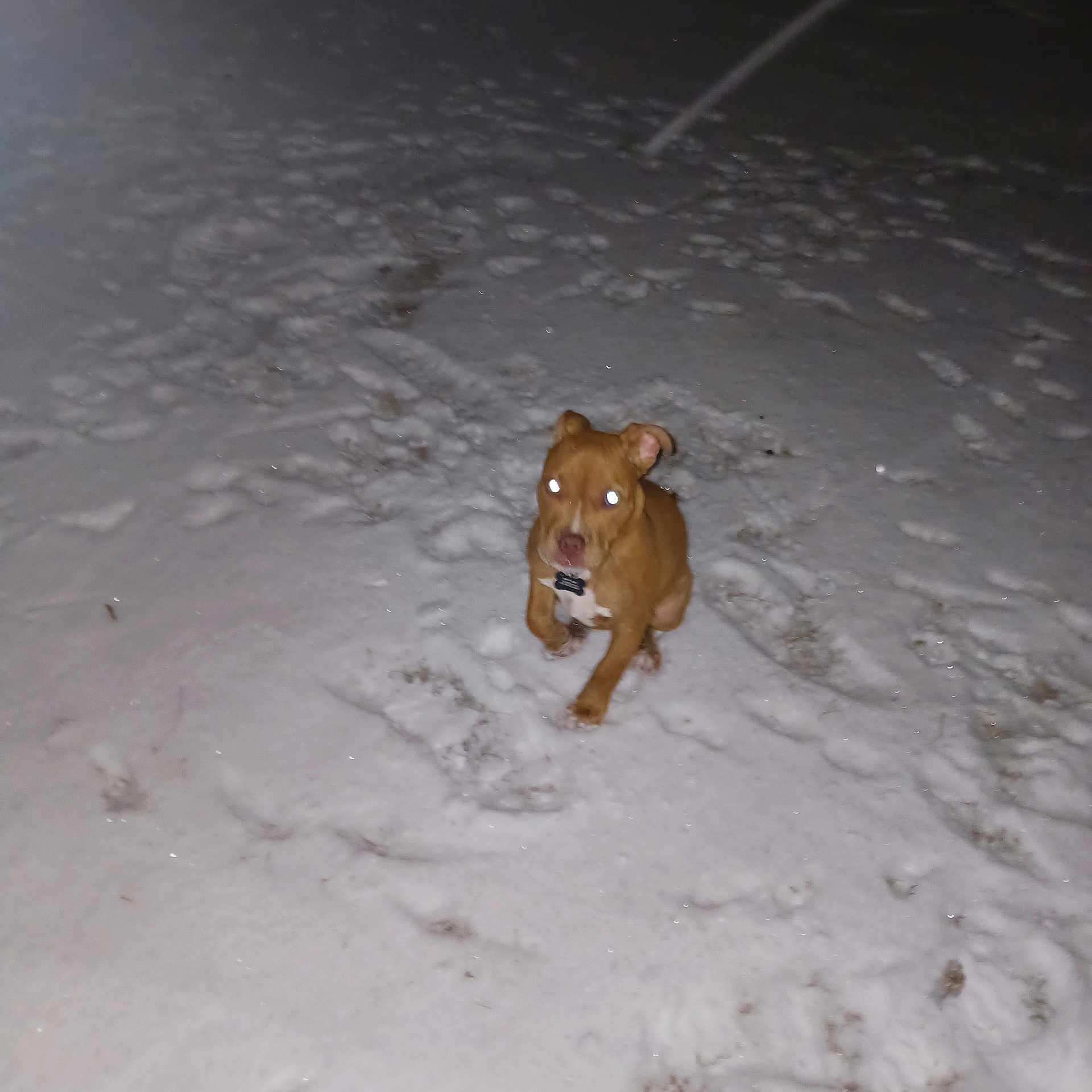 Baby Girl is registered to the contest to win money with this photo: accessories, animal, blizzard, boxer, bulldog, canine, dog, hound, labradorretriever, nature, night, outdoors, pet, pitbull, puppy, snow, storm, strap, weather, winter
