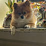 dog, fluffy, windowsill, window, natural_light, indoor, decor, plant, autumn_leaves, cozy, pet, animal, fur, resting, paws, face, cute, home, sunlight, relaxing